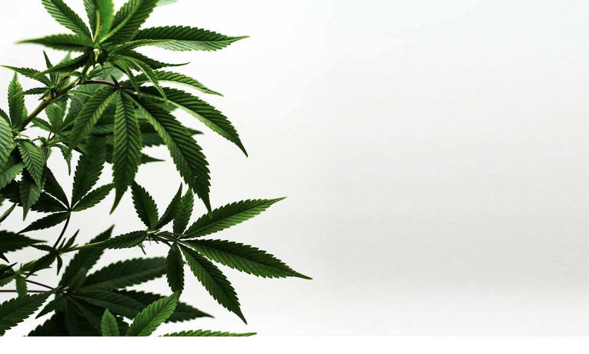 What are the potential benefits of cannabis?